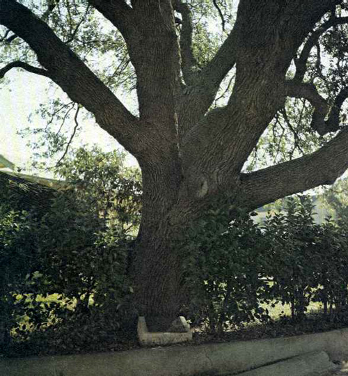 Commissioner's Court Oak-1969